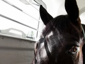 DWS Prestige Paardentrailer