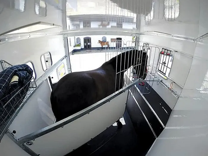 iFor Williams Eventa M & L Paardentrailers